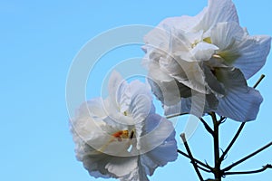 Hibiscus mutabilis/Three times color change flower Â 